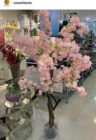 cerezo